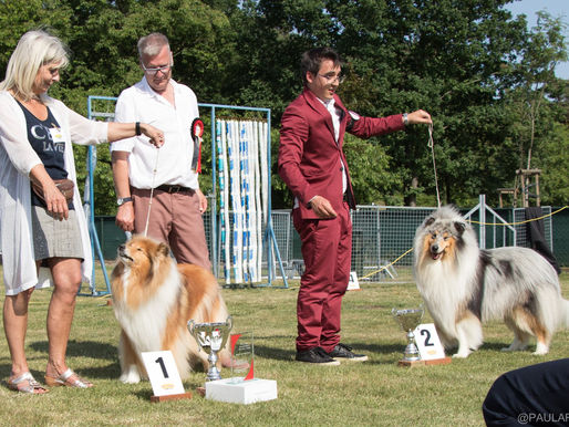 Especial Collie Bélgica