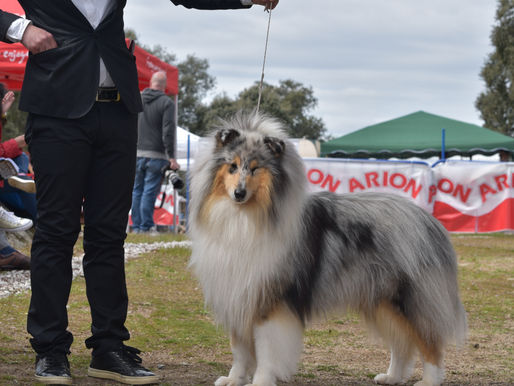 Monografica Collie Club