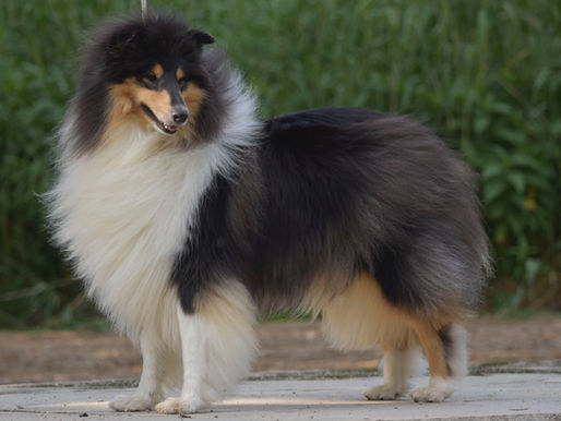 10 razas de perro con pelo largo