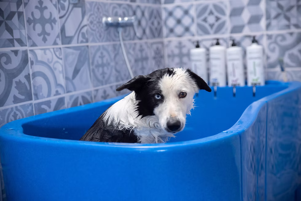 peluqueria del border collie