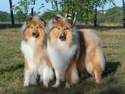 Importancia de una correcta alimentación para tu perro