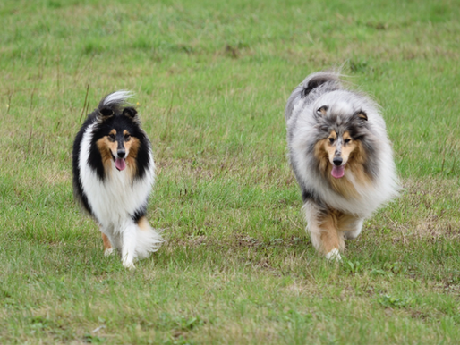 Cuidados del perro pastor escocés