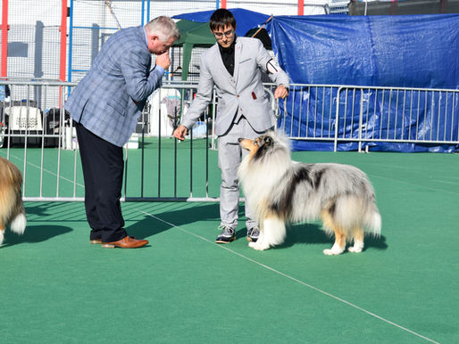 ¿Qué son las exposiciones caninas?