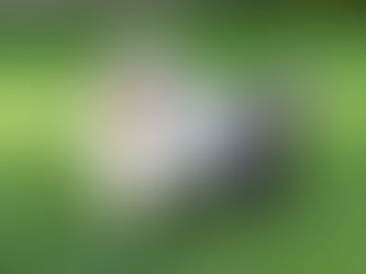 Los parásitos internos