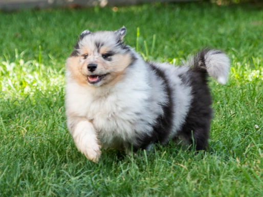 Los parásitos internos