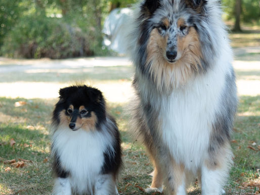 Rough Collie vs Shetland Sheepdog (Sheltie)