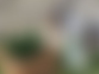 Viajar con tu perro a Asturias