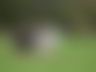 MDR1 y el Rough Collie