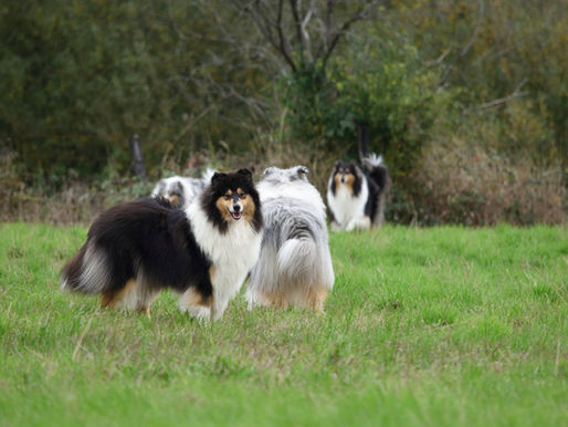 MDR1 y el Rough Collie