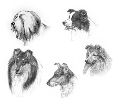 Perros de raza collie