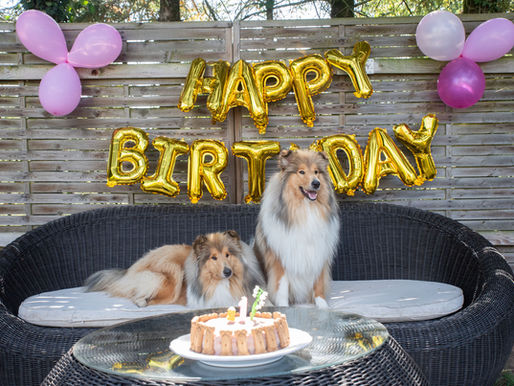Receta de pastel de cumpleaños para perro