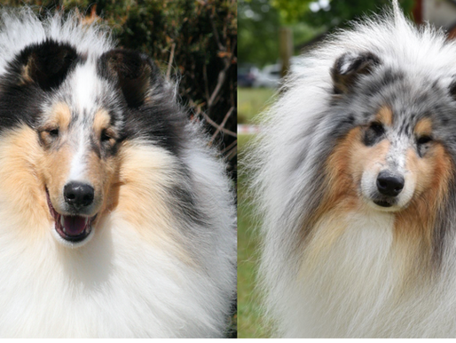 Rough Collie Europeo vs Americano