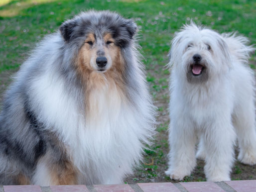 Pastor Escocés vs Pastor del Pirineo