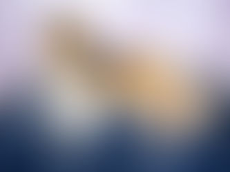 Nacimiento camada Dream x Polo