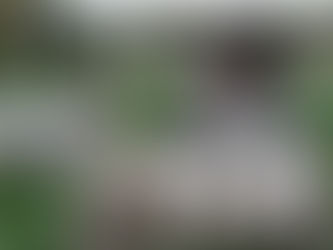 ¿Qué es mejor, comprar o adoptar un perro?