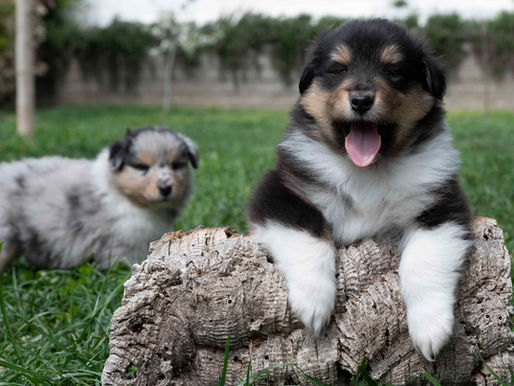 ¿Qué es mejor, comprar o adoptar un perro?