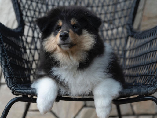 Vacunación en perros, ¿Siempre es bueno?