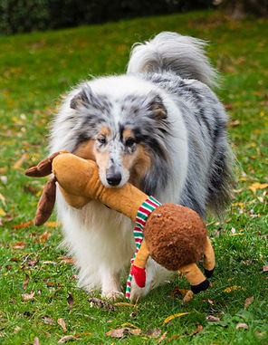 Donde comprar un rough collie