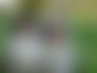 La filosofía de Little Hollywood Collies