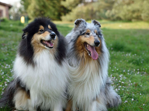 La filosofía de Little Hollywood Collies