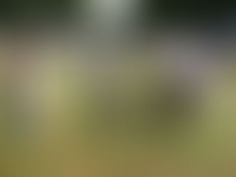 Exposición Dijon (Especial Collie)