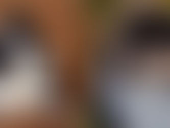 Border Collie vs Rough Collie