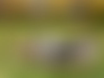 La mejor raza de perro del mundo