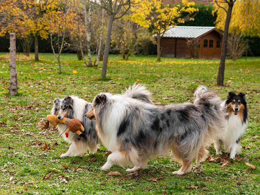 La mejor raza de perro del mundo