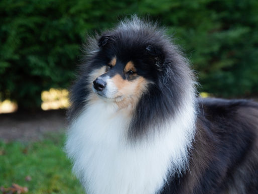 Consejos para la época de muda