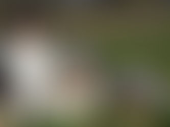 ¿En qué consistirá la nueva ley de Bienestar Animal?