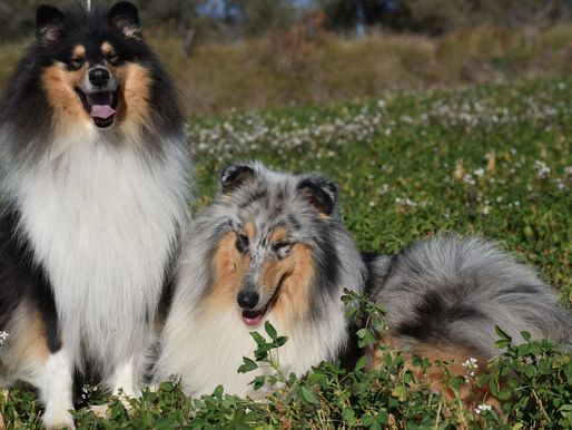 ¿En qué consistirá la nueva ley de Bienestar Animal?