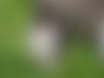 Collie Eye Anomaly (CEA)