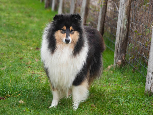 Collie Eye Anomaly (CEA)