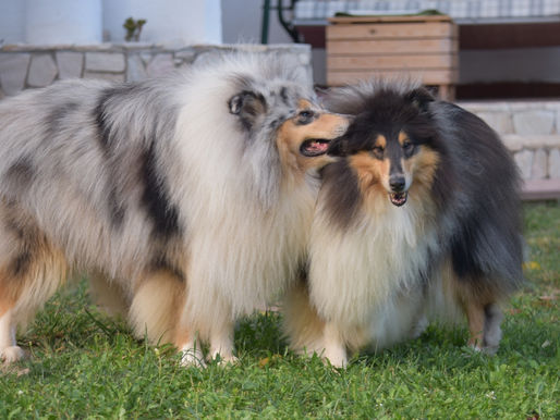 La esterilización en perros