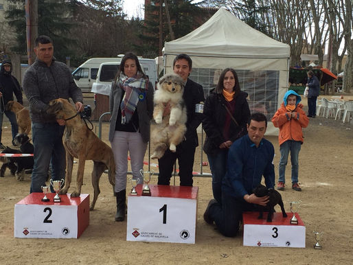 ¿Cómo funcionan las finales de las exposiciones caninas?