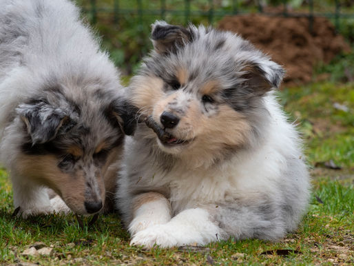 Nombre de perro, ¿Cual es tu preferido?