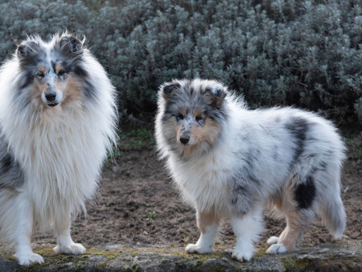 Dieta blanda para perros