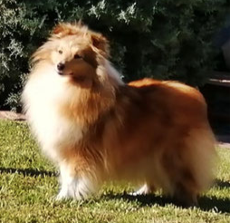 Sheltie