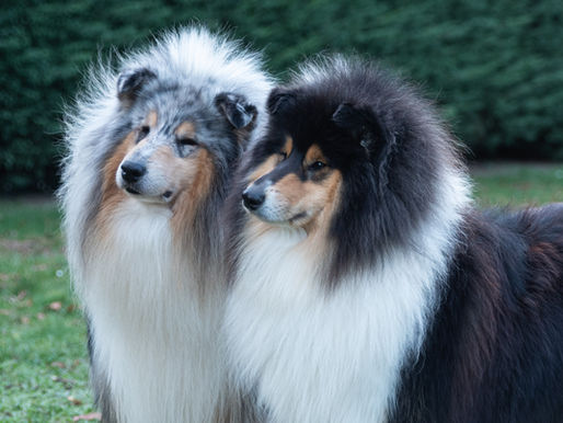 ¿Porque identificar a mi perro?