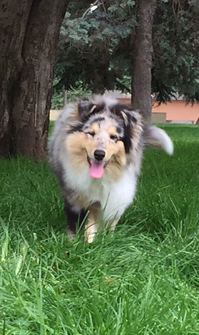 cuanto cuesta un collie