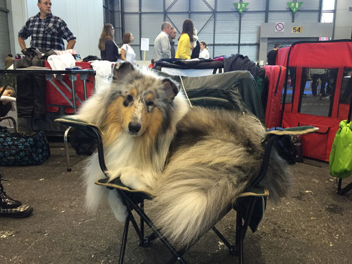 ¿Cómo funcionan las exposiciones Caninas?