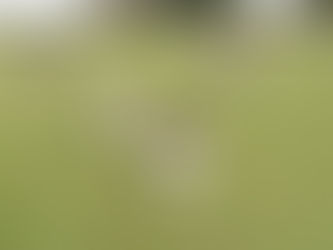 La Mielopatía Degenerativa en el perro pastor escocés (DM)