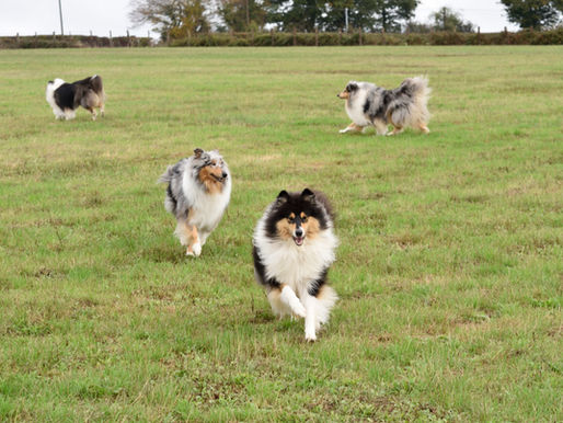 La Mielopatía Degenerativa en el perro pastor escocés (DM)