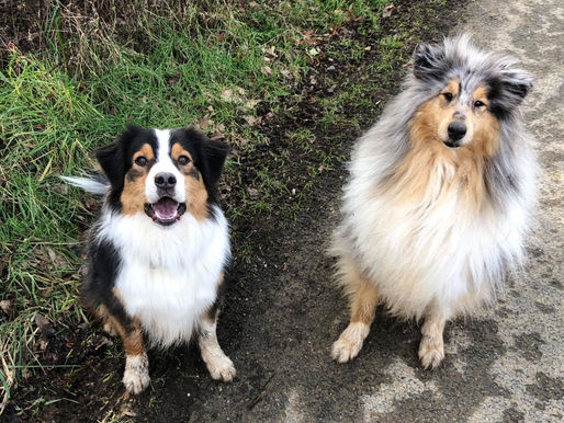 Rough Collie vs Pastor Australiano