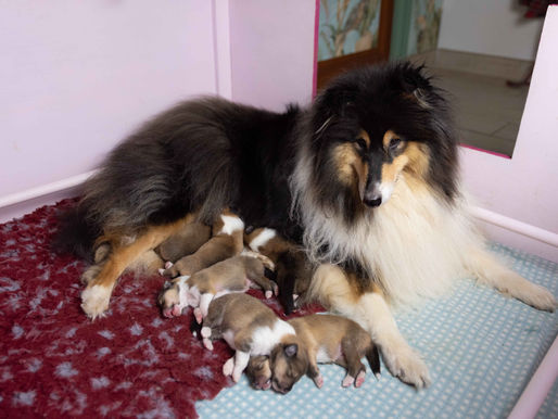 Nacimiento camada Sissí x Paco