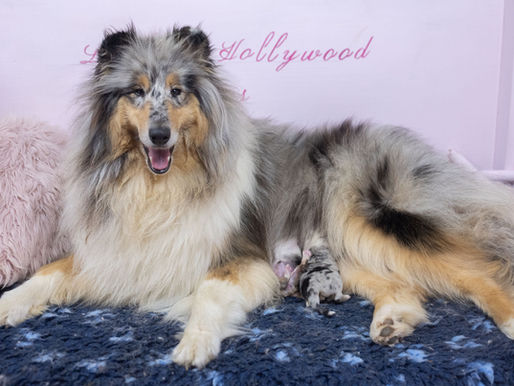 Nacimiento camada Bibi x Olaf