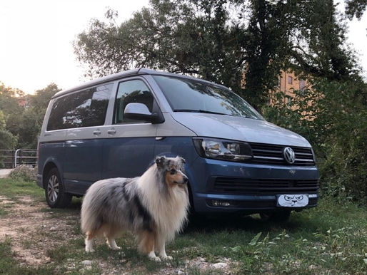 Consejos para viajar con tu perro