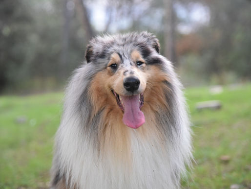 Displasia de cadera en perros